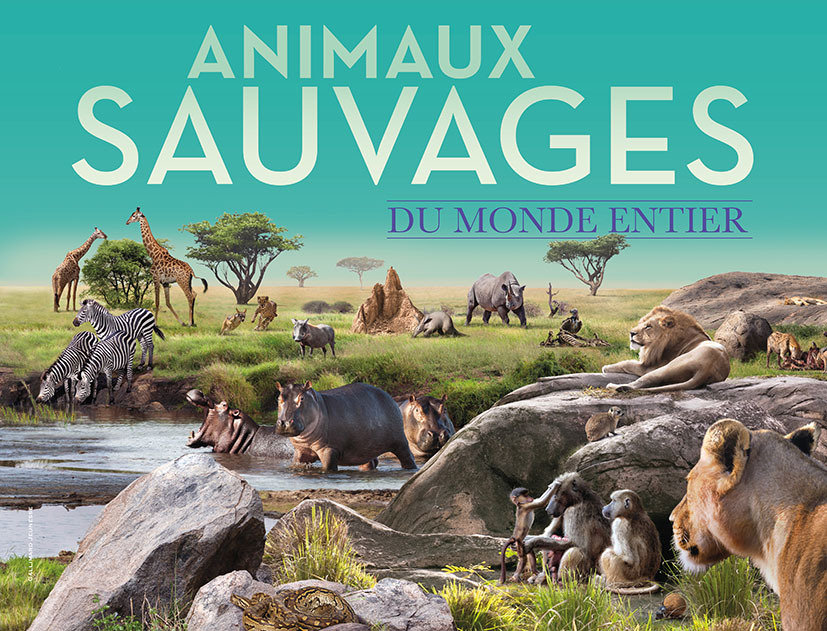 [9782075201797] Animaux sauvages du monde entier