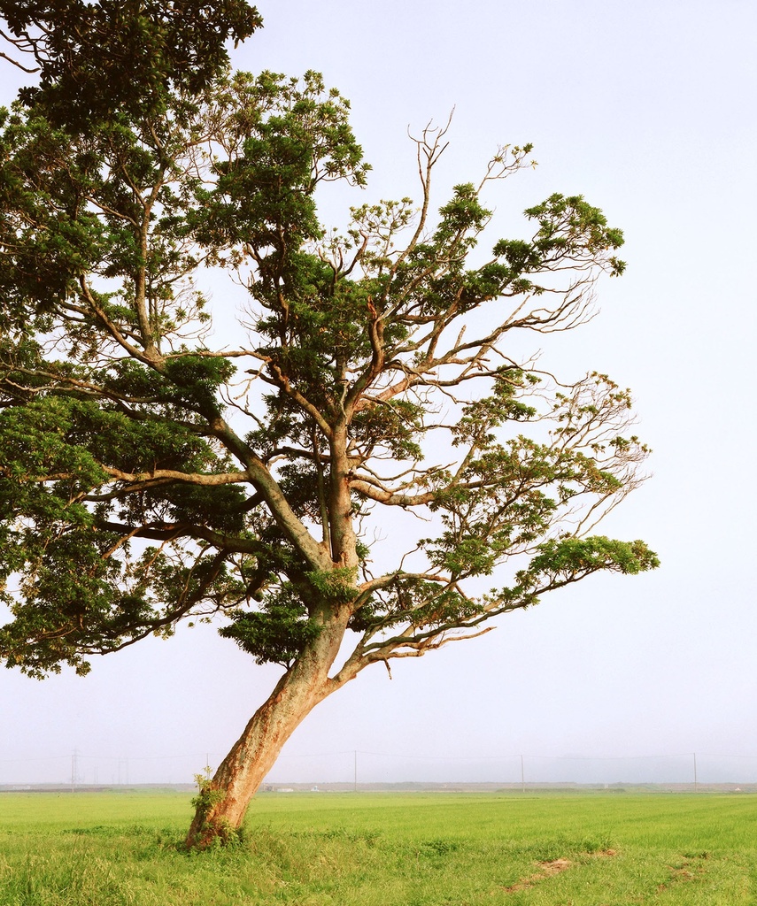 [9791095118312] Tsunami Trees